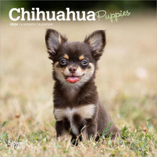 Load image into Gallery viewer, Browntrout Chihuahua Puppies 2026 7 x 7 Mini Calendar
