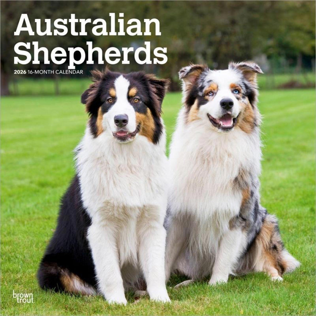 Browntrout Australian Shepherds 2026 12 x 12 Wall Calendar