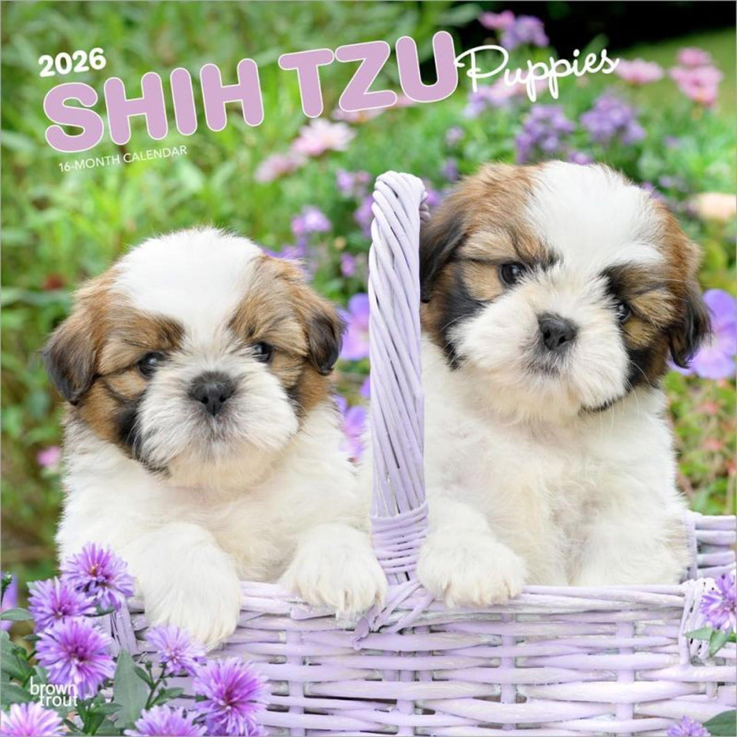 Browntrout Shih Tzu Puppies 2026 12 x 12 Wall Calendar