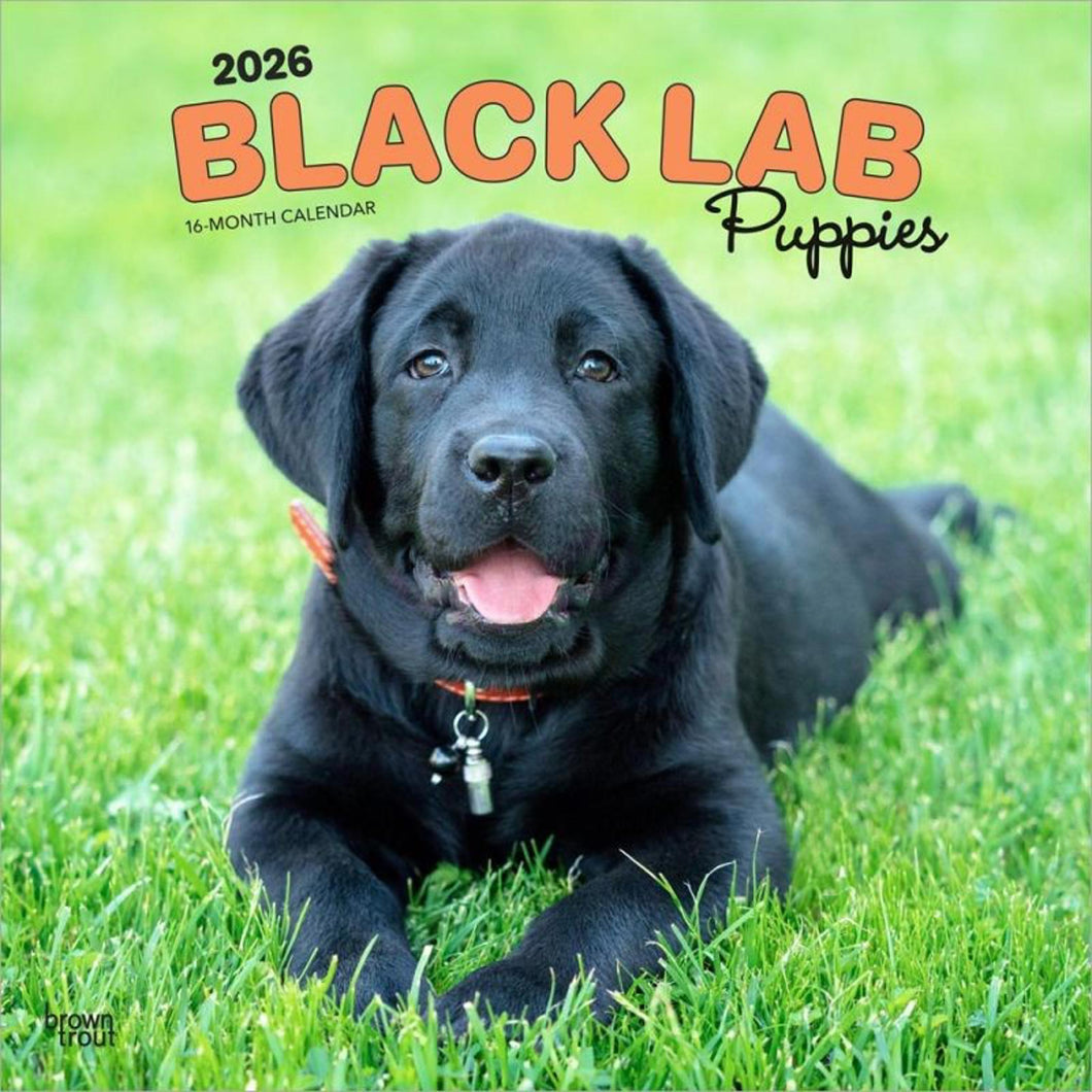 Browntrout Black Labrador Retriever Puppies 2026 12 x 12 Wall Calendar