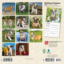Load image into Gallery viewer, Browntrout Bulldog Puppies 2026 7 x 7 Mini Calendar
