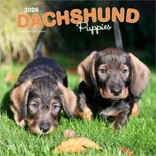 Load image into Gallery viewer, Browntrout Dachshund Puppies 2026 12 x 12 Wall Calendar
