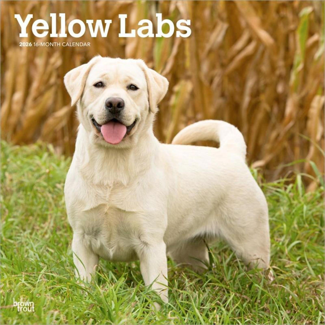 Browntrout Yellow Labrador Retrievers 2026 12 x 12 Wall Calendar