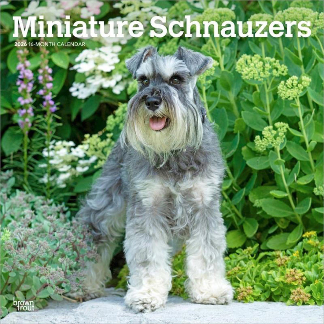 Browntrout Miniature Schnauzers 2026 12 x 12 Wall Calendar