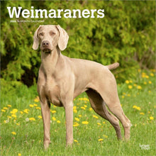 Load image into Gallery viewer, Browntrout Weimaraners 2026 12 x 12 Wall Calendar
