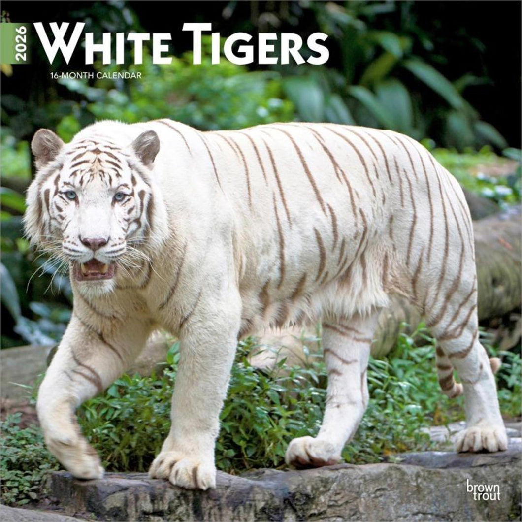 Browntrout White Tigers 2026 12 x 12 Wall Calendar