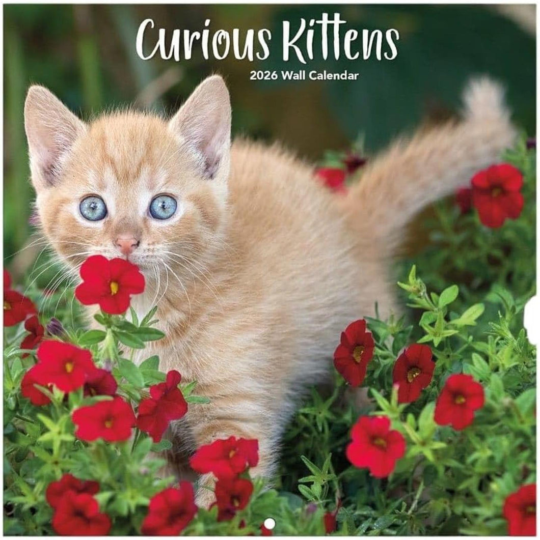 Turner Curious Kittens 2026 Mini Wall Calendar