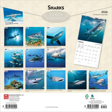 Load image into Gallery viewer, Browntrout Sharks 2026 12 x 12 Wall Calendar
