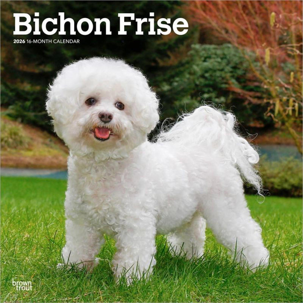 Browntrout Bichon Frise 2026 12 x 12 Wall Calendar