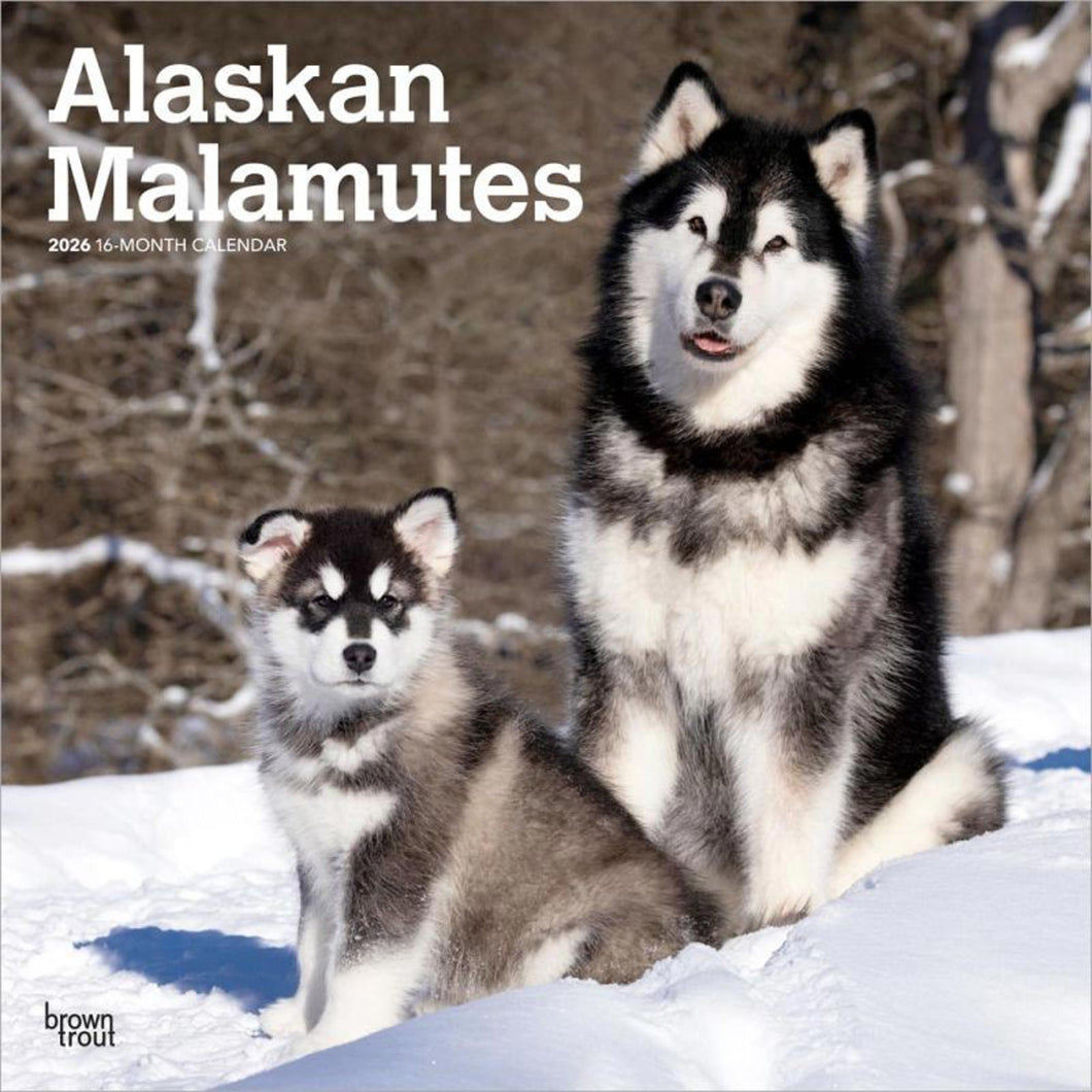 Browntrout Alaskan Malamutes 2026 12 x 12 Wall Calendar