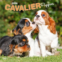 Load image into Gallery viewer, Browntrout Cavalier King Charles Spaniel Puppies 2026 12 x 12 Wall Calendar
