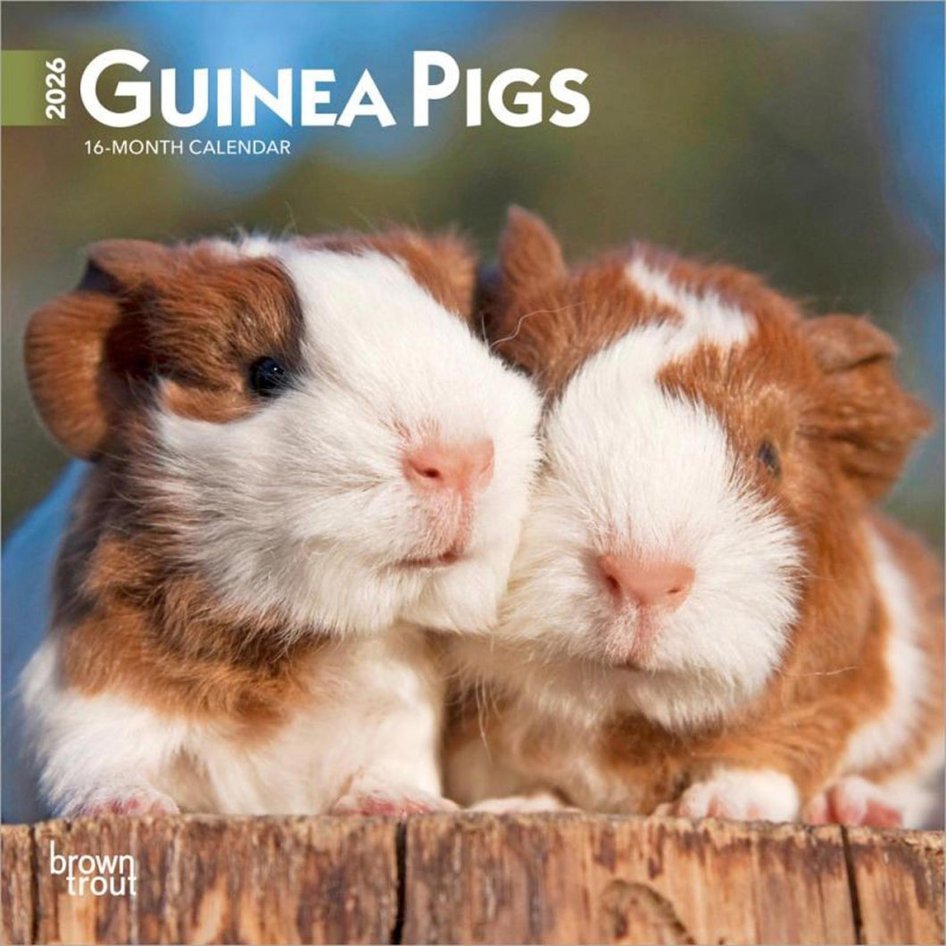 Browntrout Guinea Pigs 2026 7 x 7 Mini Calendar
