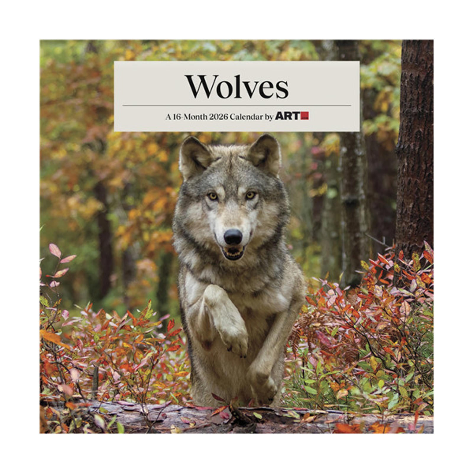 Trends International Wolves 2026 12 x 12 Wall Calendar – Love Holiday Decor