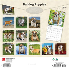 Load image into Gallery viewer, Browntrout Bulldog Puppies 2026 12 x 12 Wall Calendar
