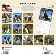 Load image into Gallery viewer, Browntrout Border Collies 2026 12 x 12 Wall Calendar
