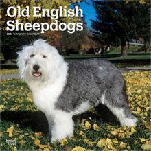 Load image into Gallery viewer, Browntrout Old English Sheepdogs 2026 12 x 12 Wall Calendar
