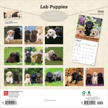 Load image into Gallery viewer, Browntrout Labrador Retriever Puppies 2026 12 x 12 Wall Calendar
