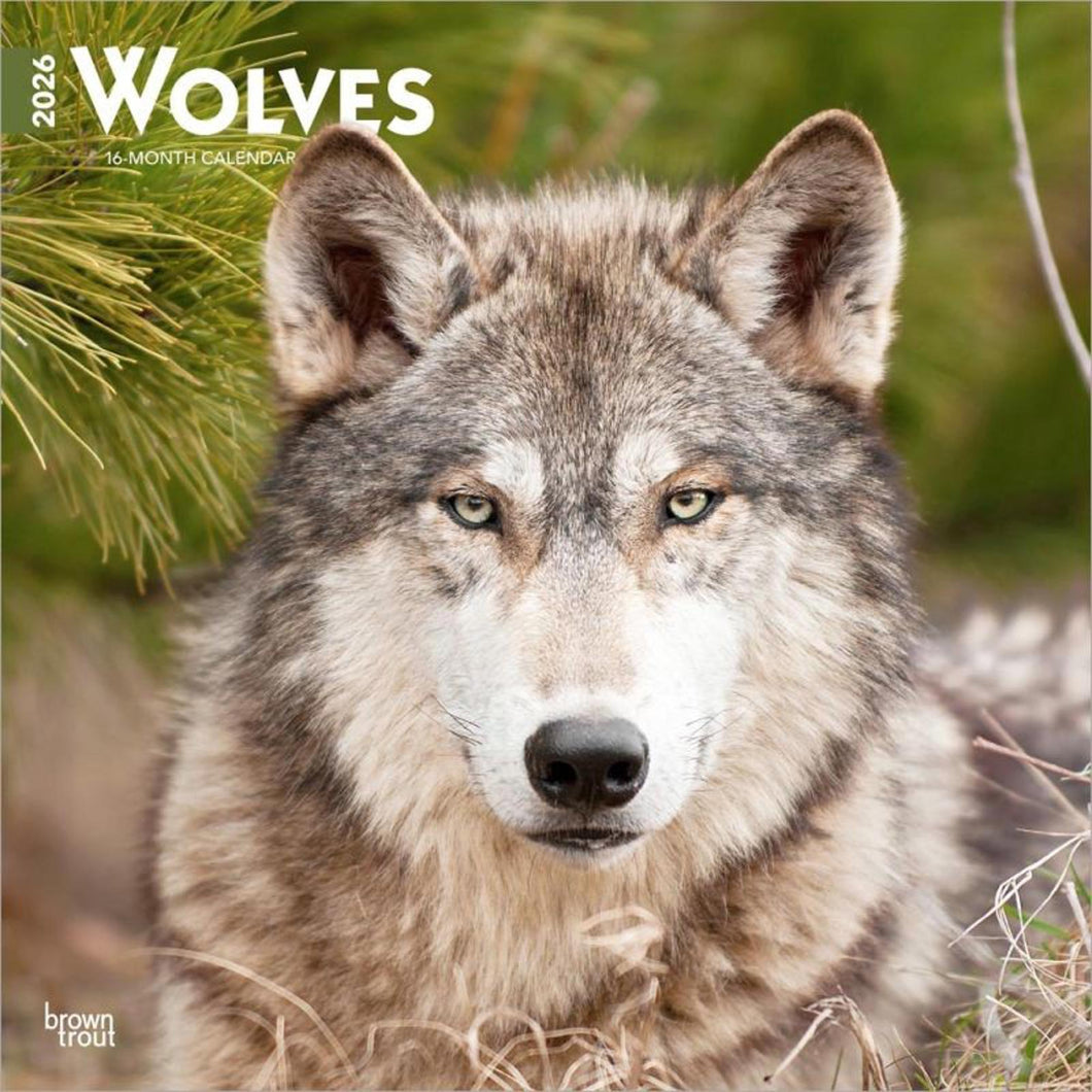 Browntrout Wolves 2026 12 x 12 Wall Calendar