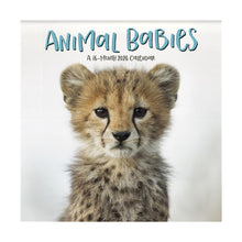 Load image into Gallery viewer, Trends International Animal Babies 2026 12 x 12 Wall Calendar
