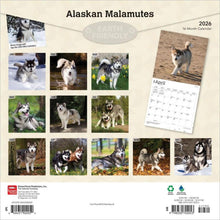 Load image into Gallery viewer, Browntrout Alaskan Malamutes 2026 12 x 12 Wall Calendar
