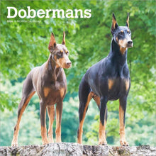 Load image into Gallery viewer, Browntrout Dobermans 2026 12 x 12 Wall Calendar
