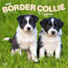 Load image into Gallery viewer, Browntrout Border Collie Puppies 2026 12 x 12 Wall Calendar
