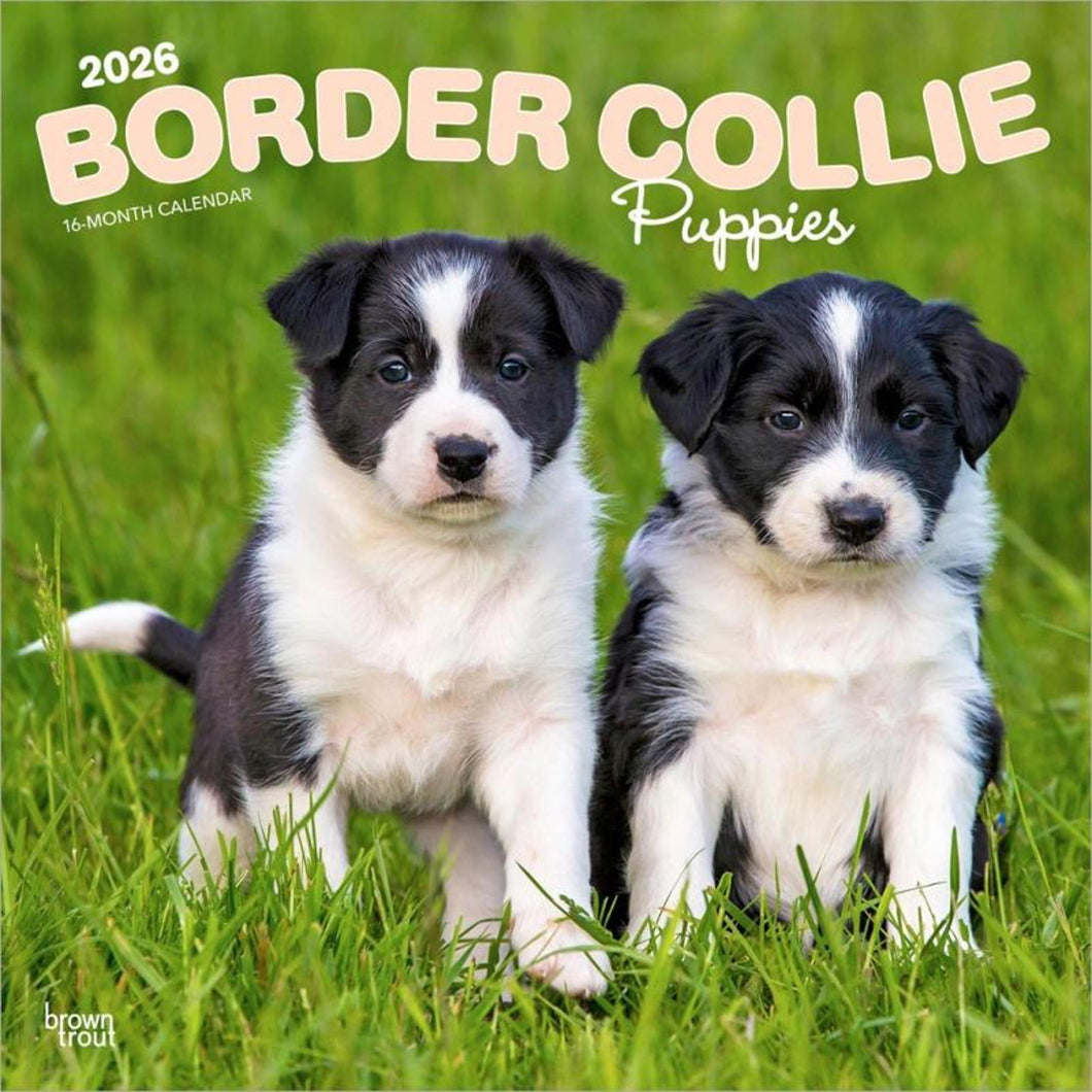 Browntrout Border Collie Puppies 2026 12 x 12 Wall Calendar
