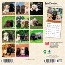 Load image into Gallery viewer, Browntrout Lab Puppies 2026 7 x 7 Mini Calendar
