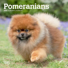Load image into Gallery viewer, Browntrout Pomeranians 2026 7 x 7 Mini Calendar
