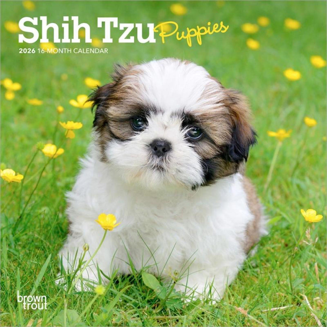 Browntrout Shih Tzu Puppies 2026 7 x 7 Mini Calendar