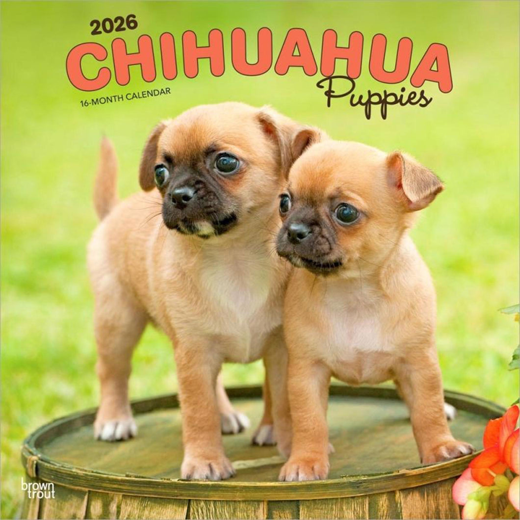 Browntrout Chihuahua Puppies 2026 12 x 12 Wall Calendar