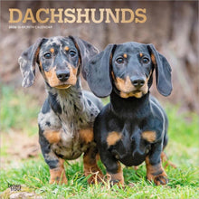 Load image into Gallery viewer, Browntrout Dachshunds 2026 12 x 12 Wall Calendar
