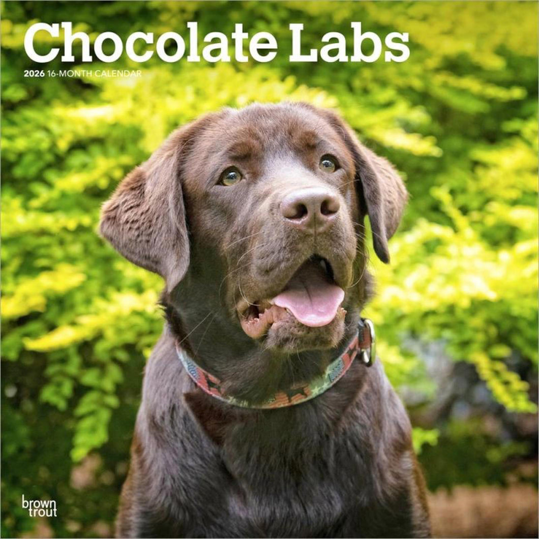 Browntrout Chocolate Labrador Retrievers 2026 12 x 12 Wall Calendar