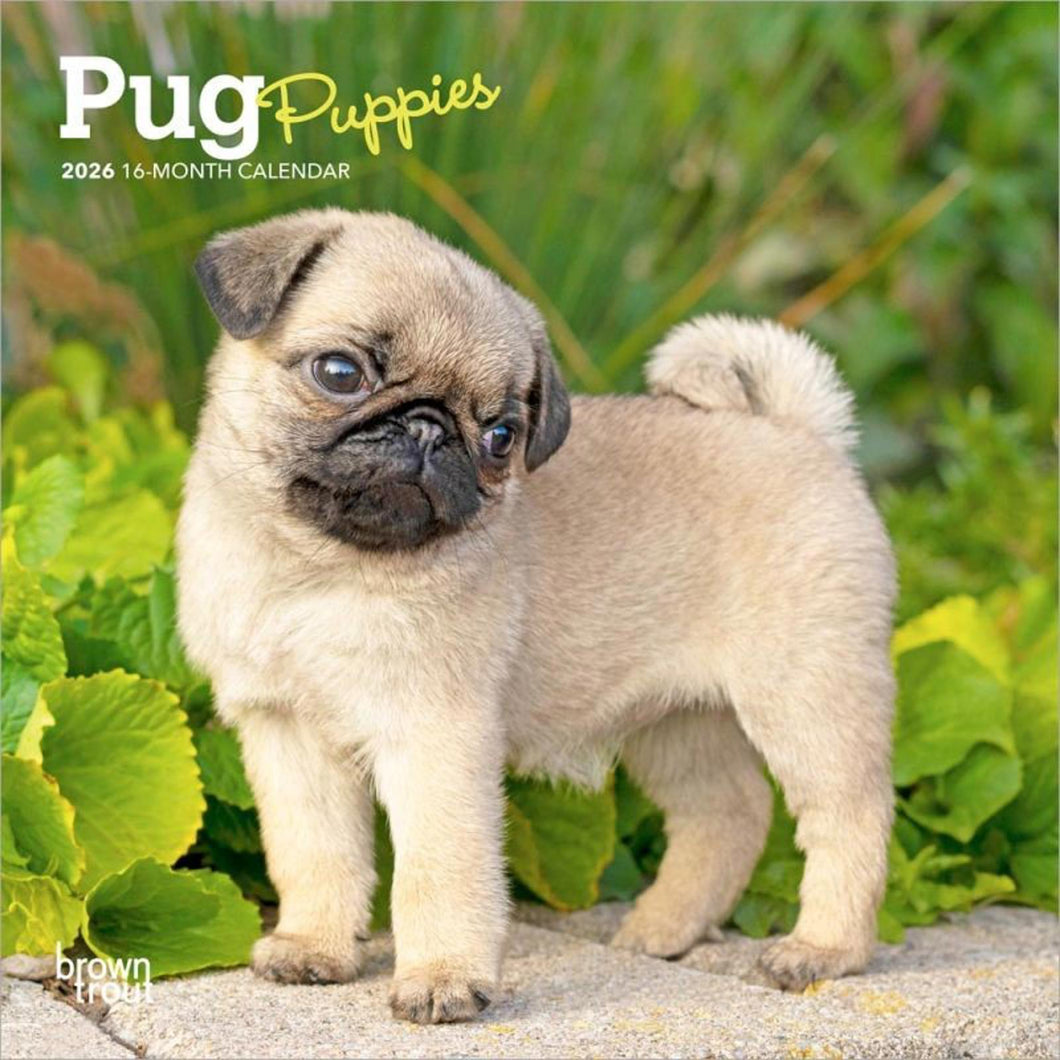 Browntrout Pug Puppies 2026 7 x 7 Mini Calendar