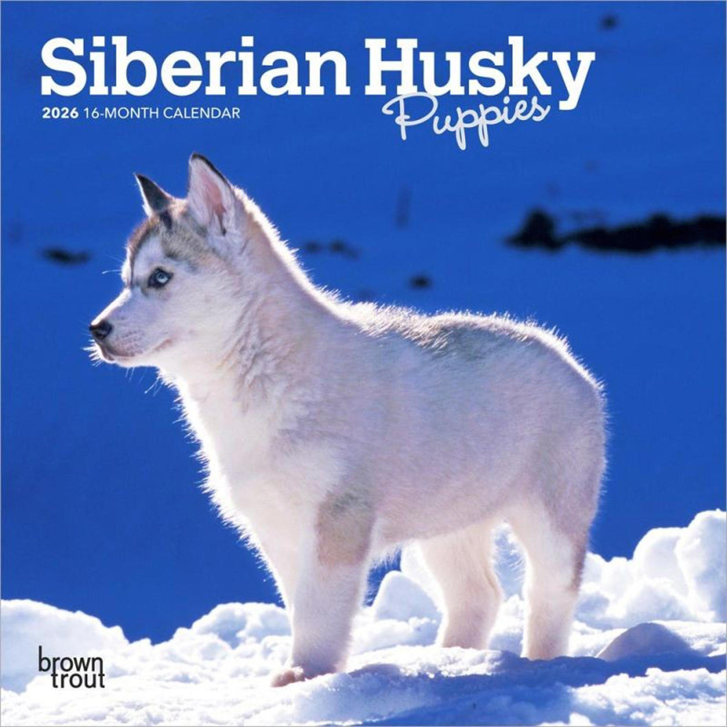 Browntrout Siberian Husky Puppies 2026 7 x 7 Mini Calendar
