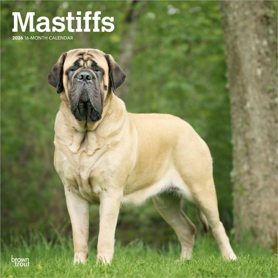 Browntrout Mastiffs 2026 12 x 12 Wall Calendar