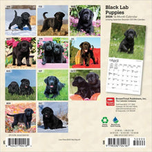 Load image into Gallery viewer, Browntrout Black Labrador Retriever Puppies 2026 7 x 7 Mini Calendar
