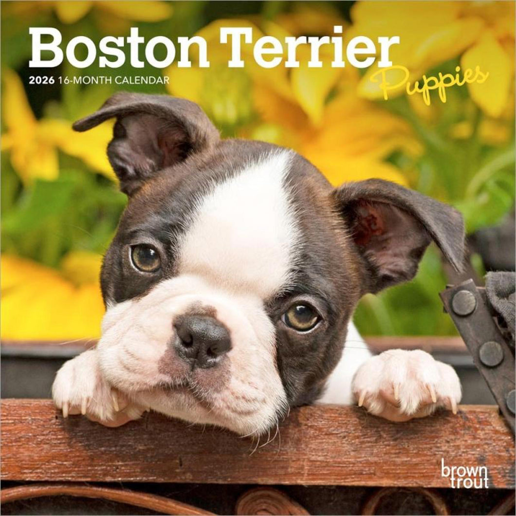 Browntrout Boston Terrier Puppies 2026 7 x 7 Mini Calendar