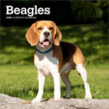 Load image into Gallery viewer, Browntrout Beagles 2026 7 x 7 Mini Calendar
