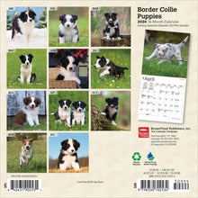 Load image into Gallery viewer, Browntrout Border Collie Puppies 2026 7 x 7 Mini Calendar
