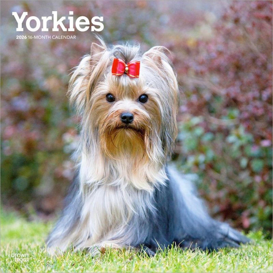 Browntrout Yorkshire Terriers 2026 12 x 12 Wall Calendar