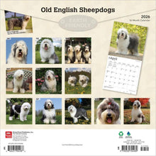 Load image into Gallery viewer, Browntrout Old English Sheepdogs 2026 12 x 12 Wall Calendar
