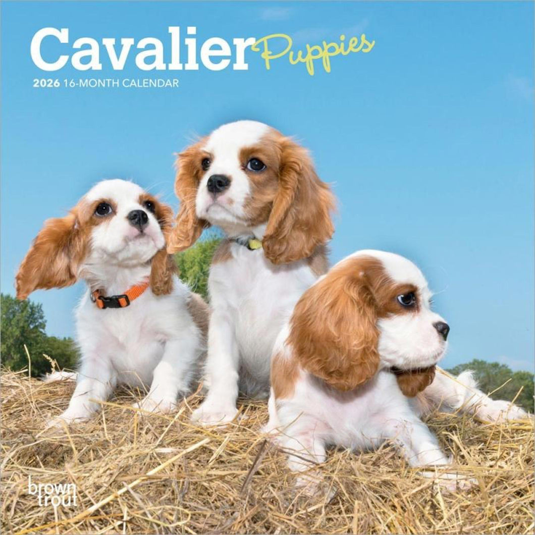 Browntrout Cavalier King Charles Spaniel Puppies 2026 7 x 7 Mini Calendar