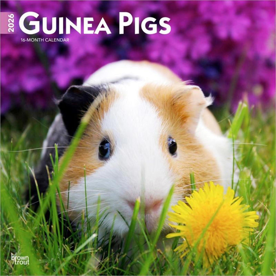 Browntrout Guinea Pigs 2026 12 x 12 Wall Calendar