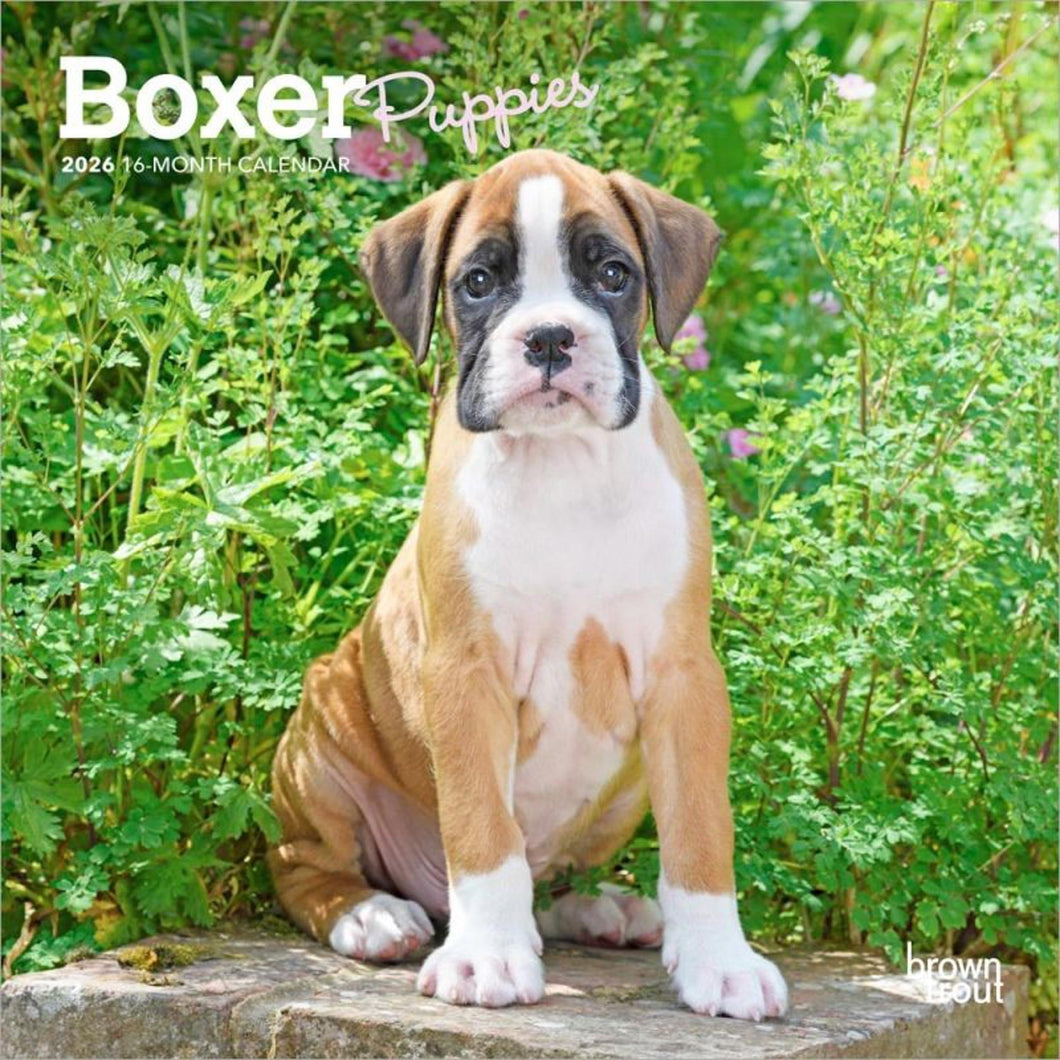 Browntrout Boxer Puppies 2026 7 x 7 Mini Calendar