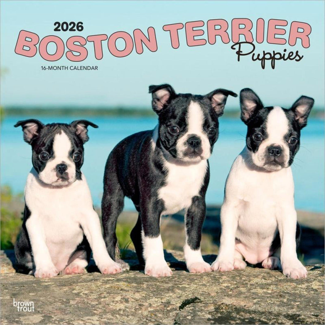 Browntrout Boston Terrier Puppies 2026 12 x 12 Wall Calendar