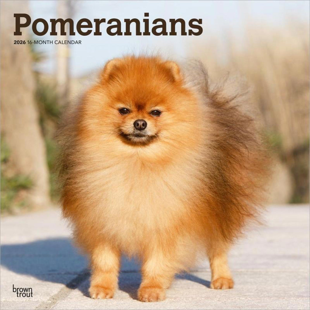 Browntrout Pomeranians 2026 12 x 12 Wall Calendar