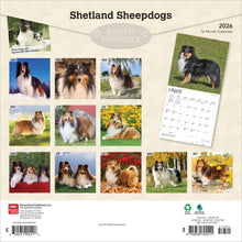 Load image into Gallery viewer, Browntrout Shetland Sheepdogs 2026 12 x 12 Wall Calendar
