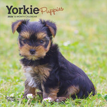 Load image into Gallery viewer, Browntrout Yorkshire Terrier Puppies 2026 7 x 7 Mini Calendar
