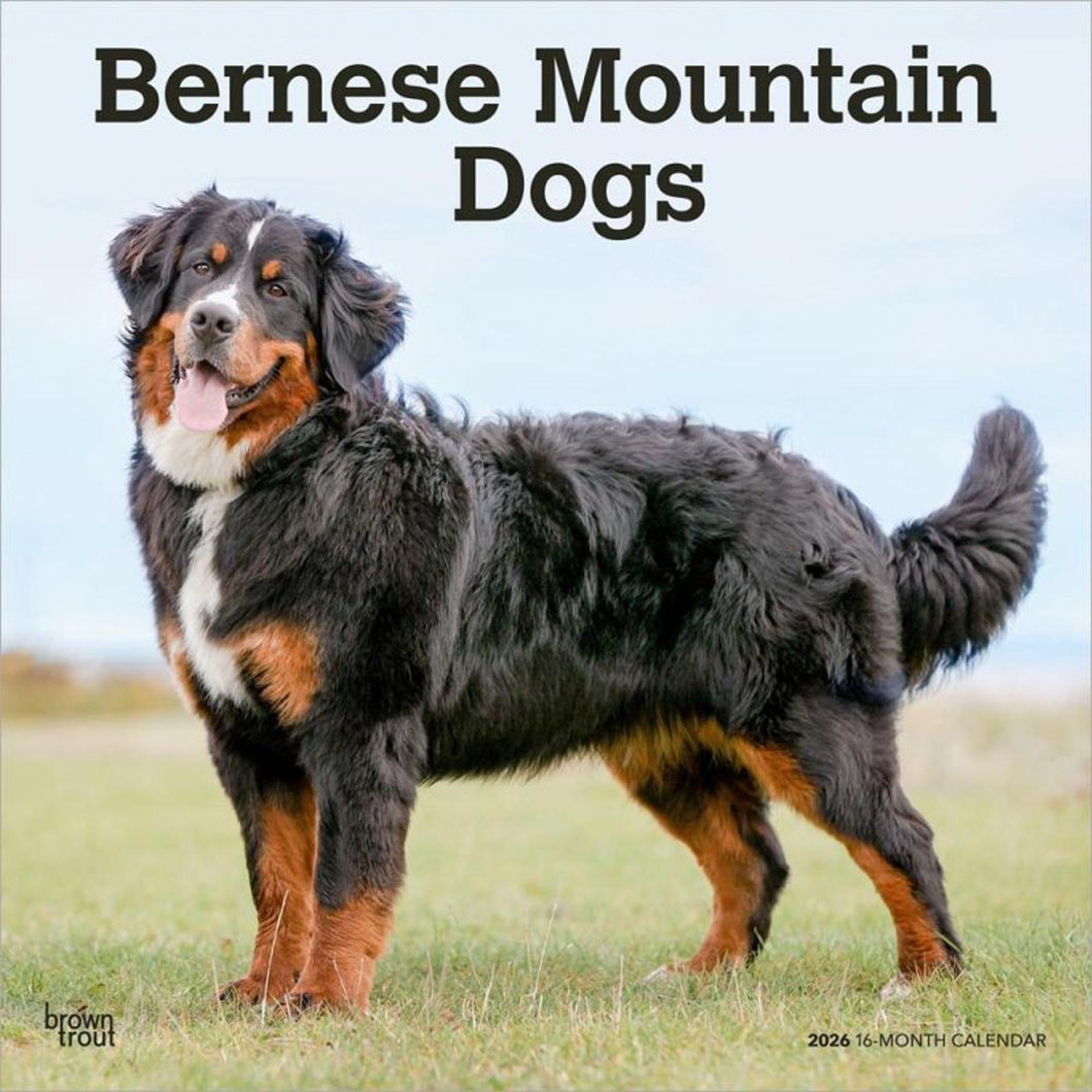 Browntrout Bernese Mountain Dogs 2026 12 x 12 Wall Calendar
